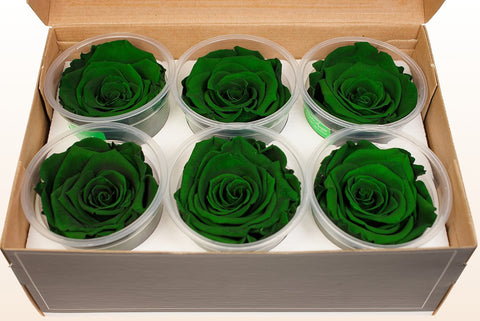 Size XL, 6 roses