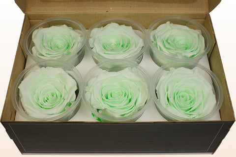 Size XL, 6 roses