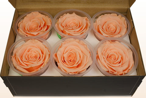 Size XL, 6 roses