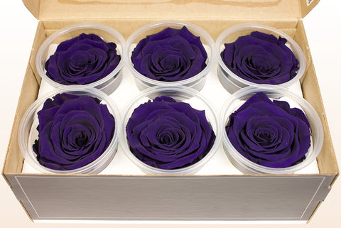 Size XL, 6 roses