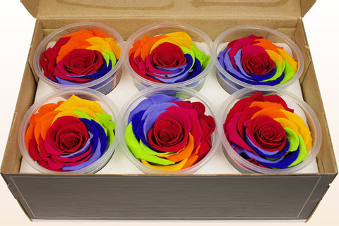 Size XL, 6 roses