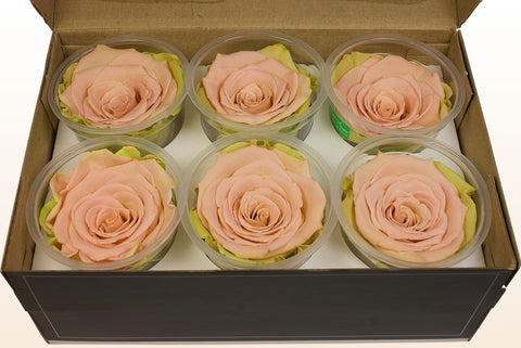 Size XL, 6 roses