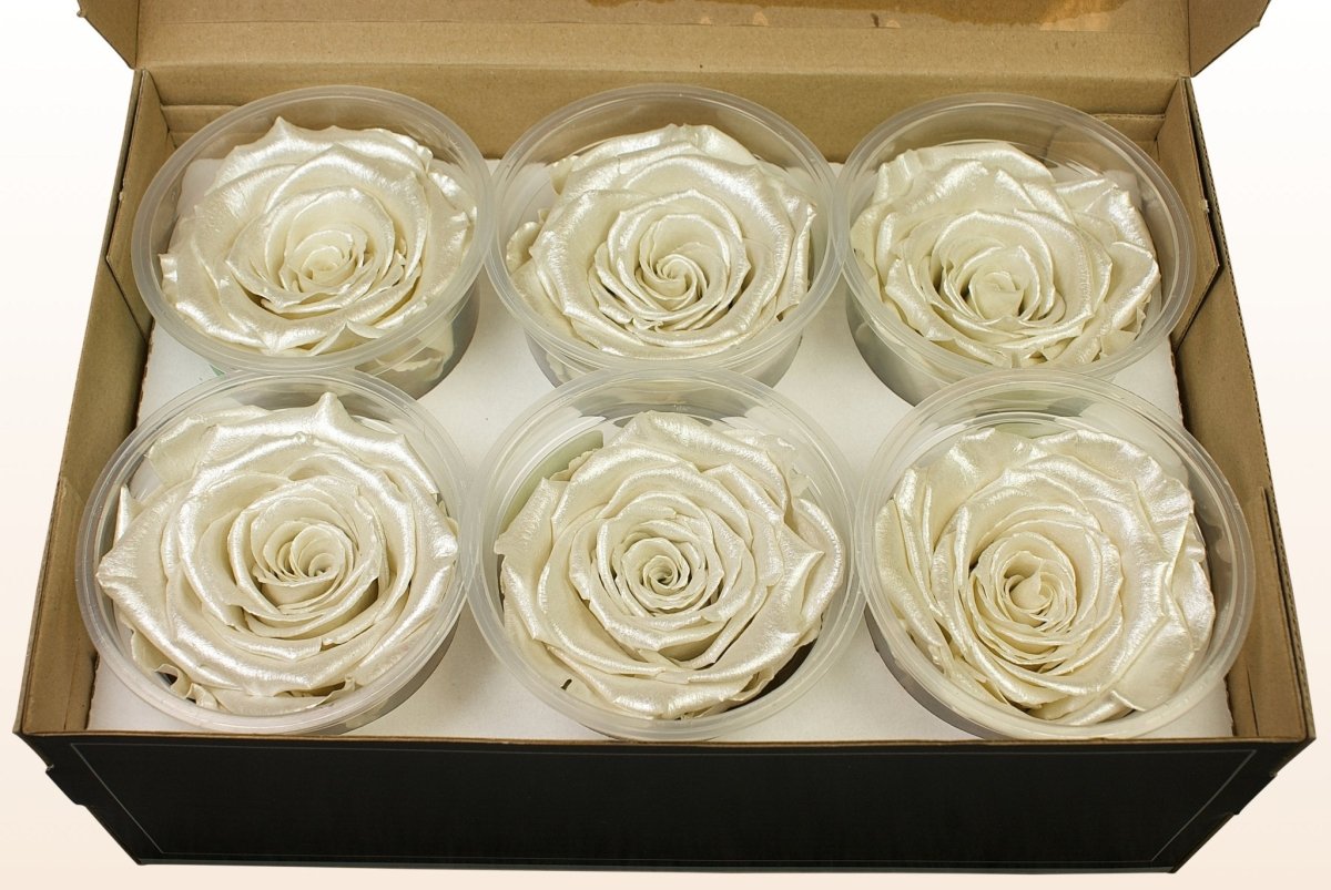Preserved roses by rose amor, satin white - size XL