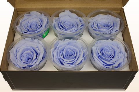 Size XL, 6 roses