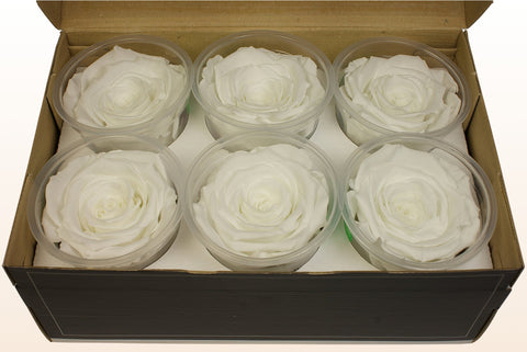 Size XL, 6 roses