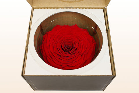Size XXL, 1 rose
