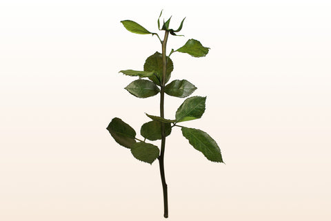 Rose stem, 30cm.